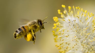 Pollination by bees