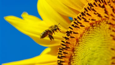 Why flower bulbs are essential for bees