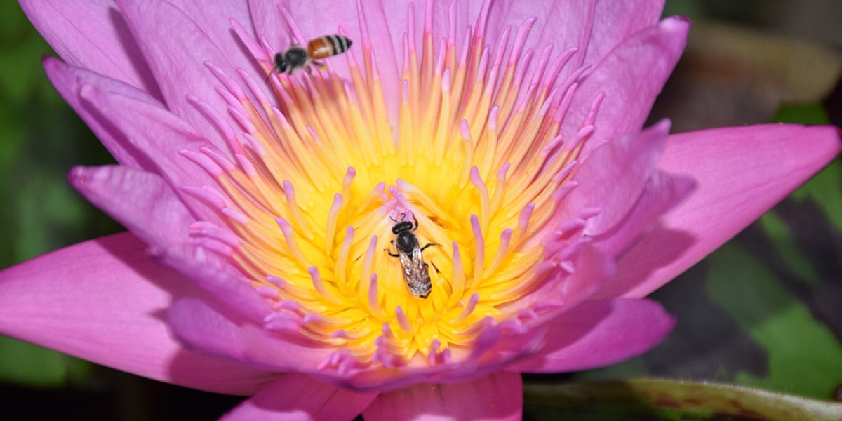 Bijen-bloembollen