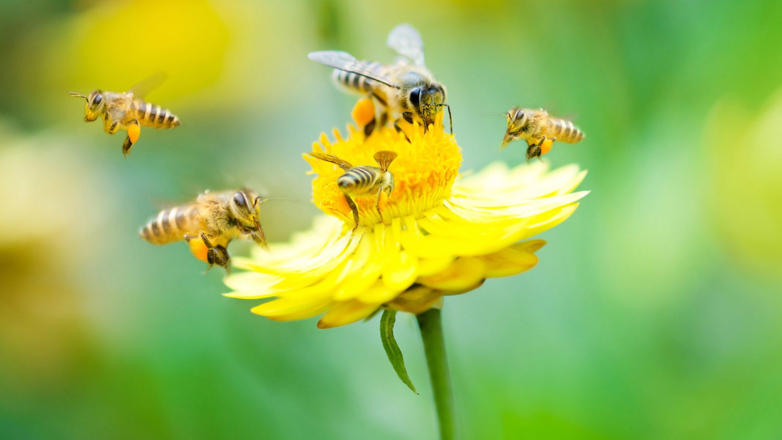 Dag-honingbij-featured-image