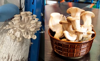 Zero Waste Week 2023  Learnings: Organische Stromen