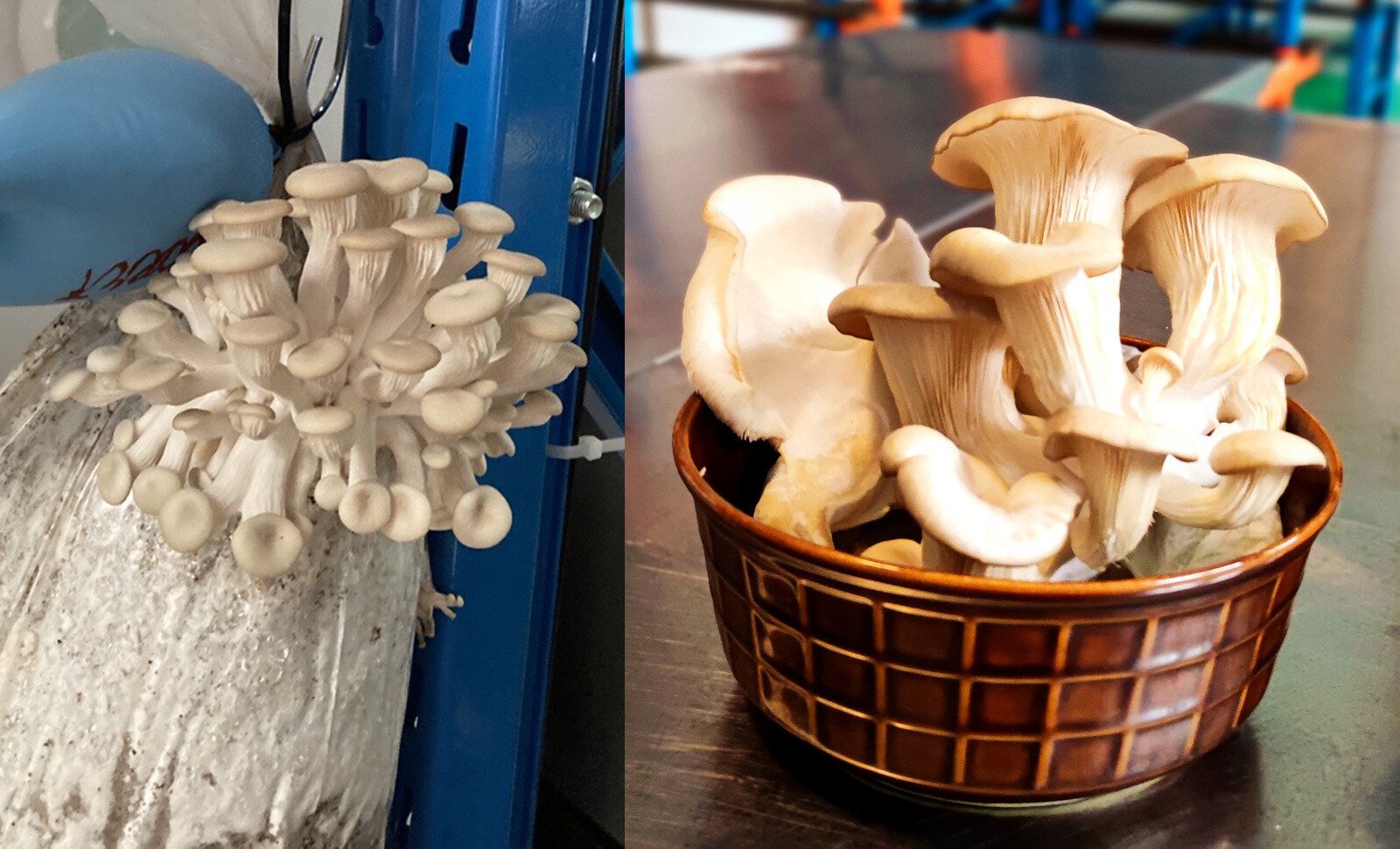 Learnings uit de Zero Waste Week 2023: Organische Afvalstromen | #ZeroWasteChallenge Milgro