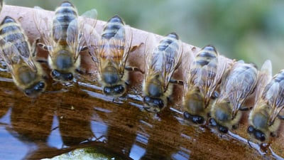 Bee washing: recognizing bee-unfriendly claims  | Blogs and articles |van Milgro