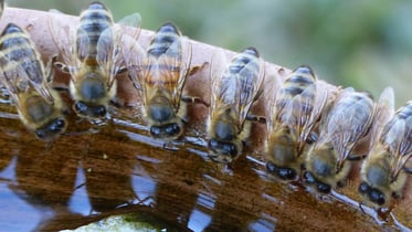 Bee washing: recognizing bee-unfriendly claims