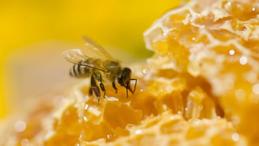 De zoete opbrengst van de Milgro bijenkast