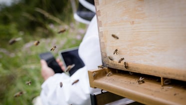 Beekeeping 2.0 with Internet of Things (IoT)