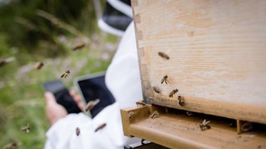 Contributing to the well-being of bees with technology
