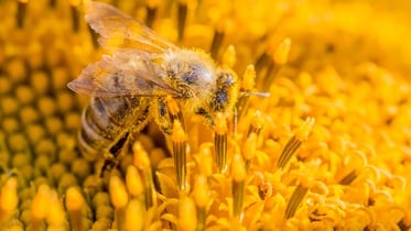 Wat is natuurlijk kapitaal?