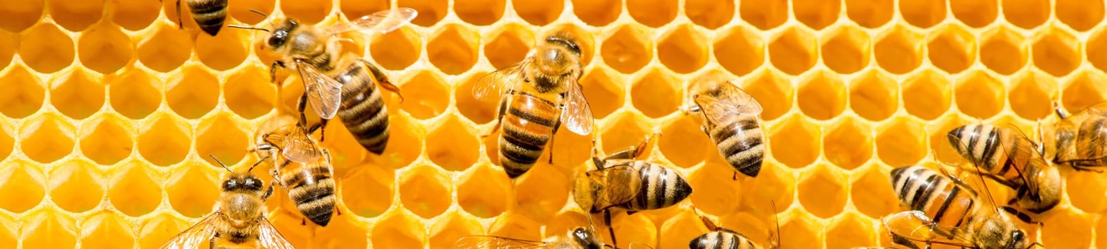 How we can measure, value and manage natural capital