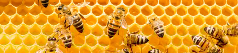 How we can measure, value and manage natural capital