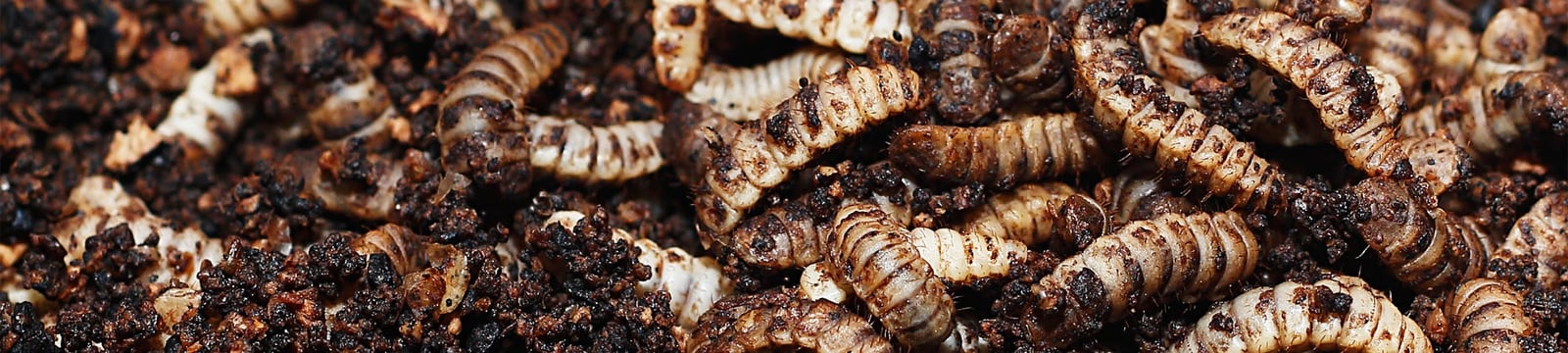 Insects as a sustainable solution to food waste