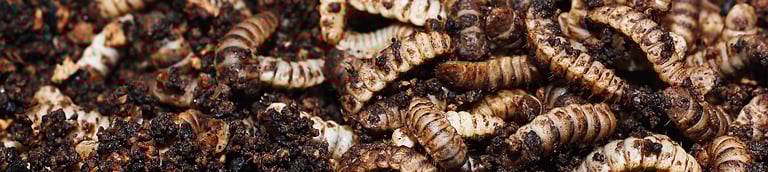 Insects as a sustainable solution to food waste