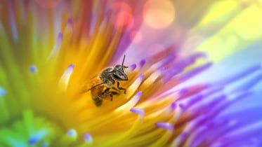 Wereld Bijendag positief voor natuur en economie