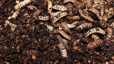Insects as a sustainable solution to food waste
