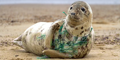 Litter: impact on animals and what you can do today