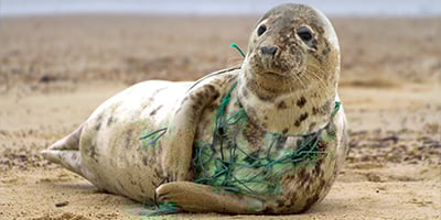 Litter: impact on animals and what you can do today  | More on Milgro |van Milgro