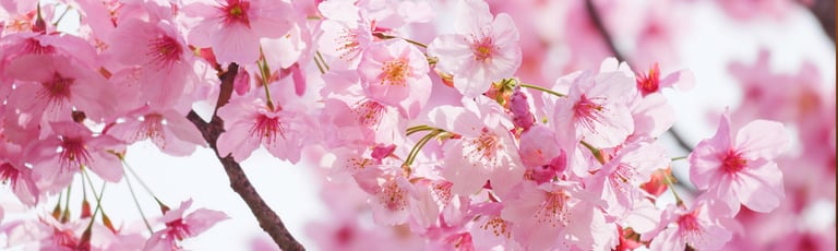 Een blik op afval vanuit Japan