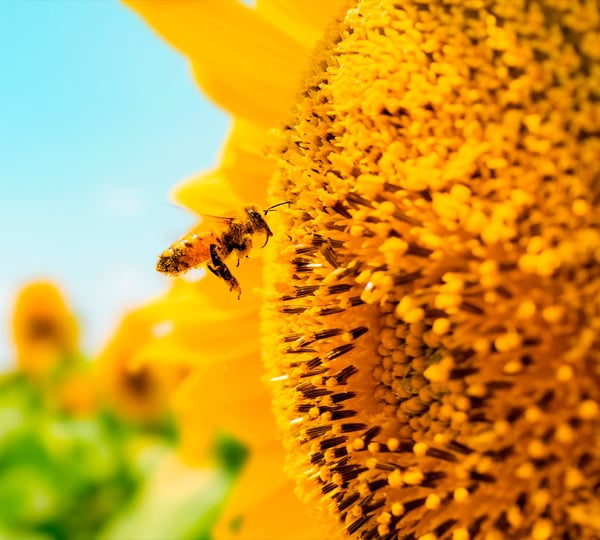 The bee as a symbol for Milgro The bee is our symbol: indispensable for growth and flourishing, intelligent ... | Milgro