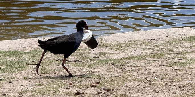Waterhoen loopt langs de waterkant met een wegwerpbeker in zijn snavel, voorbeeld van zwerfafval dat dieren als nestmateriaal of voedsel aanzien