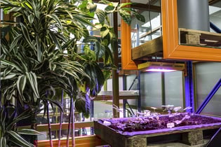Zero Waste Office: kantoorplanten