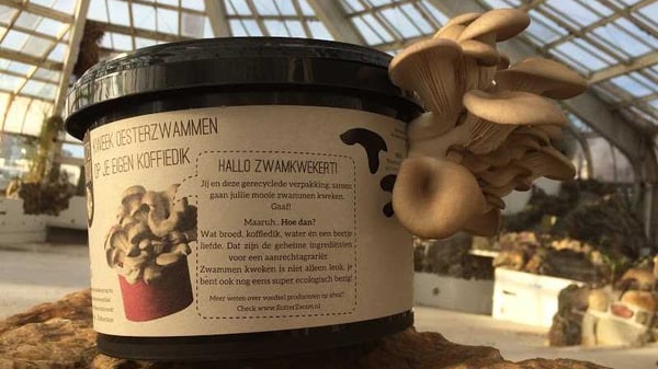 Rotterzwam| van Milgro