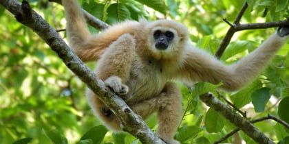 gibbon-milgro