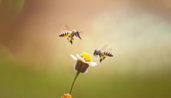More about Milgro The bee is our symbol. Bees are indispensable for growth and flowering and, like Milgro, ... | Milgro
