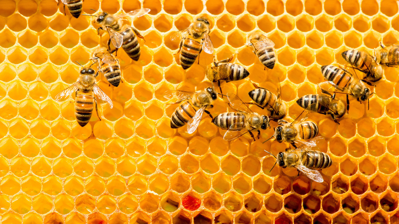 Levensduur bijen in 50 jaar gehalveerd