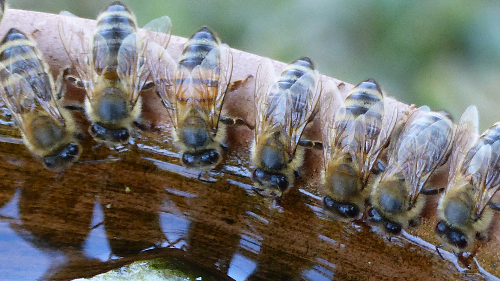 Bee washing: bij-onvriendelijke claims herkennen