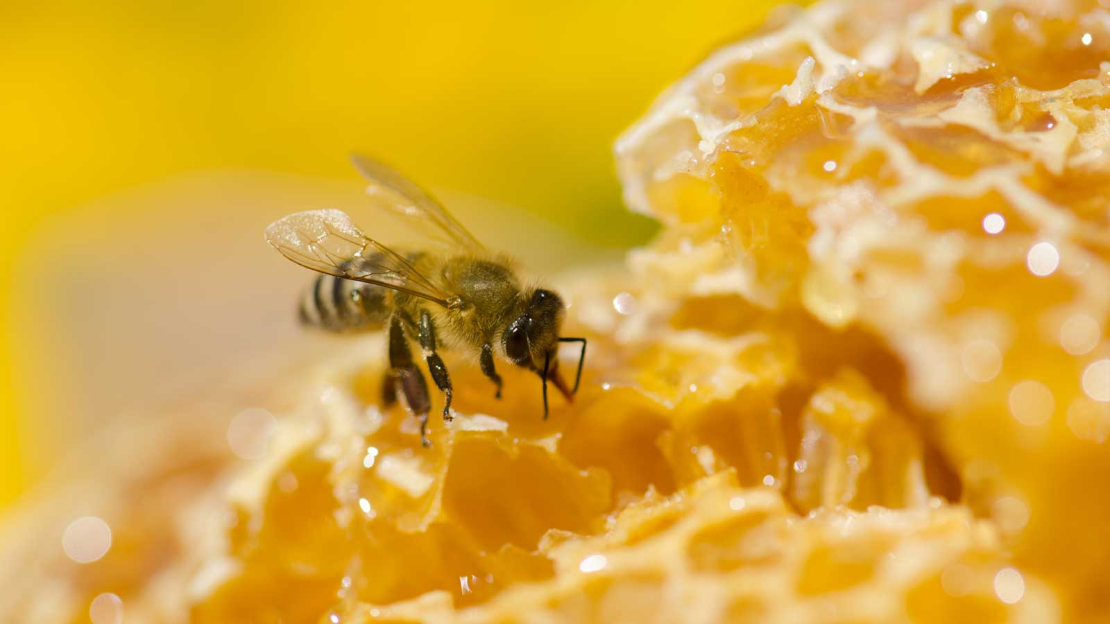 opbrengst bijenkast Milgro