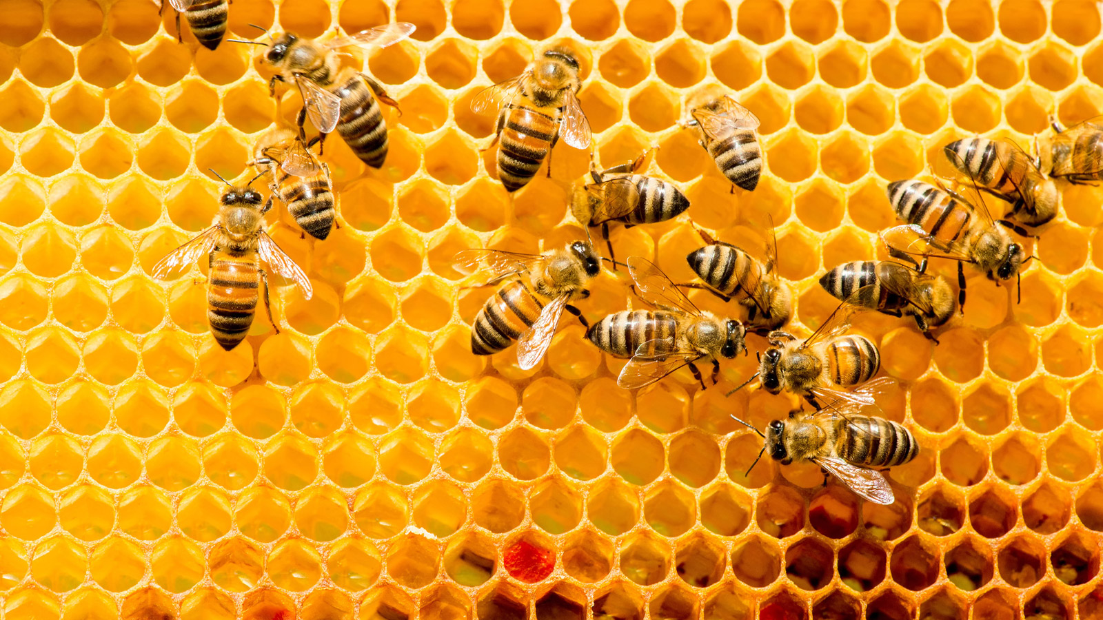 Hoe we natuurlijk kapitaal kunnen meten, waarderen én beheren